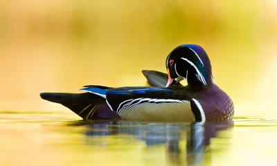 飞越各大洲  |  林鸳鸯，魁北克省，加拿大 (© Maxime Riendeau/Getty Images) - 2024/10/12