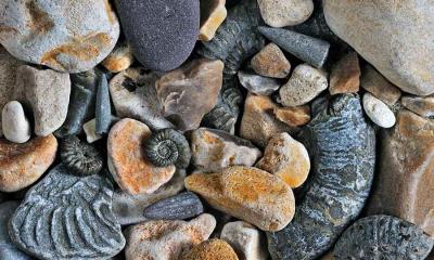 发掘过去  |  侏罗纪海岸的箭石和菊石化石，多塞特郡，英国 (© Nature Picture Library/Alamy Stock Photo) - 2024/10/16