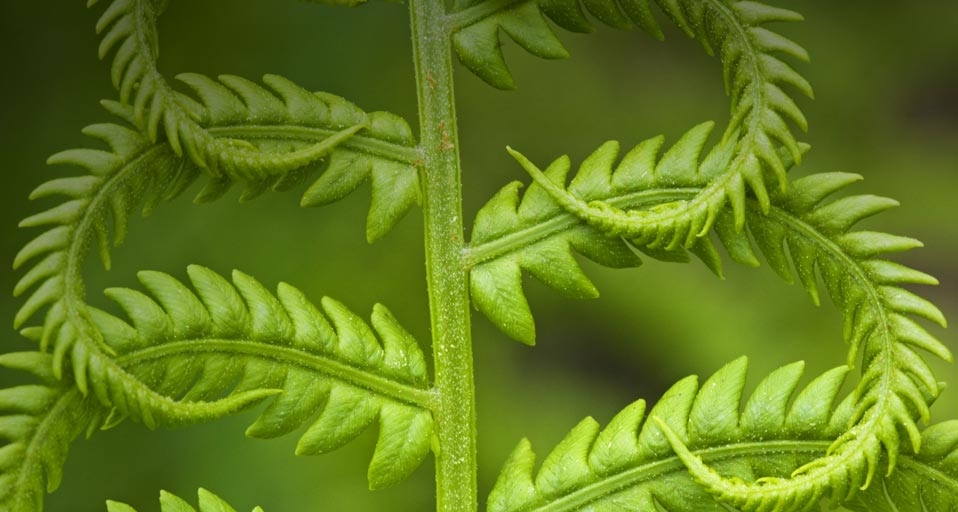 刚刚长出新叶子的蕨类植物,它看上去生机勃勃(Don Johnston/age fotostock ©) - 2010/04/09 刚刚长出新叶子的蕨类植物,它看上去生机勃勃(Don Johnston/age fotostock ©) - 2010/04/09