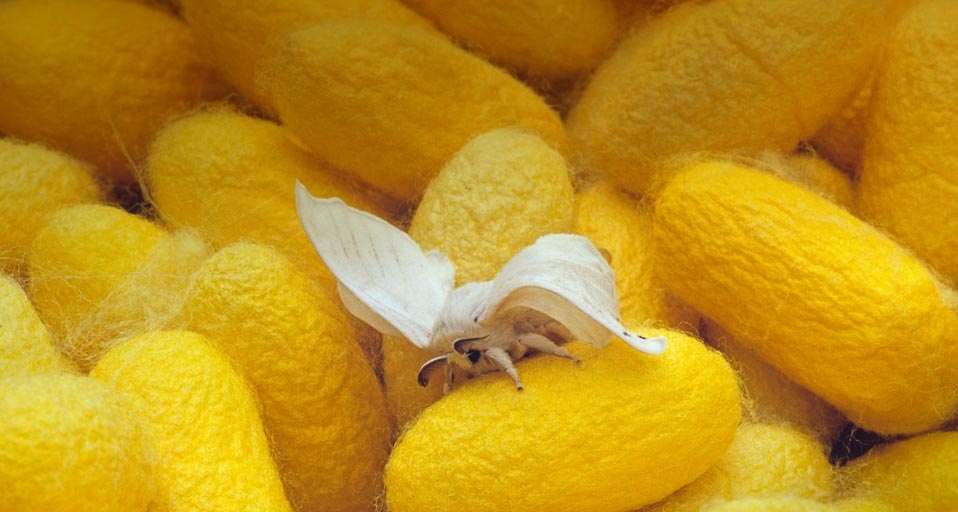 黄色的蚕茧(Inge Spence/Visuals Unlimited,Inc ©) - 2010/05/06 黄色的蚕茧(Inge Spence/Visuals Unlimited,Inc ©) - 2010/05/06