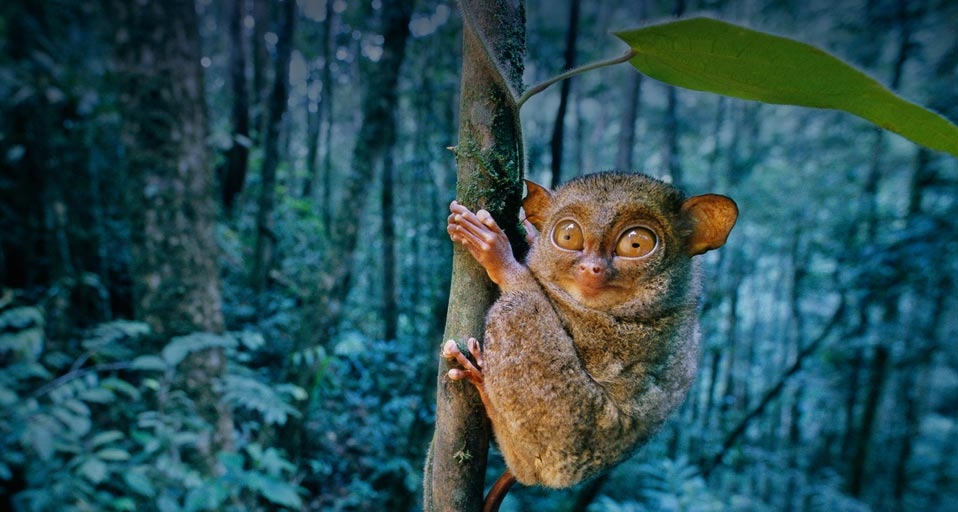 婆罗洲的印度眼镜猴(Frans Lanting/Corbis ©) - 2010/05/27 婆罗洲的印度眼镜猴(Frans Lanting/Corbis ©) - 2010/05/27