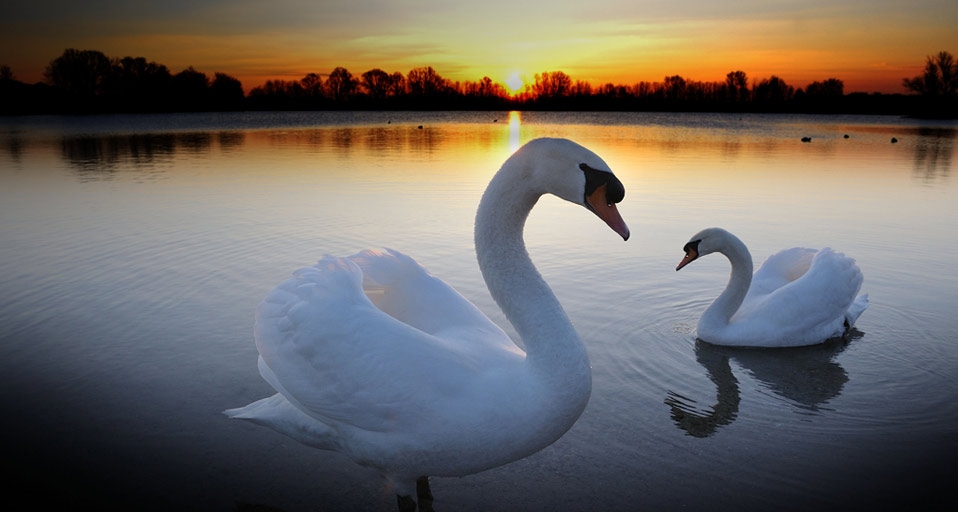 夕阳下的天鹅(Michael Breuer/age fotostock/Photolibrary ©) - 2010/07/19 夕阳下的天鹅(Michael Breuer/age fotostock/Photolibrary ©) - 2010/07/19
