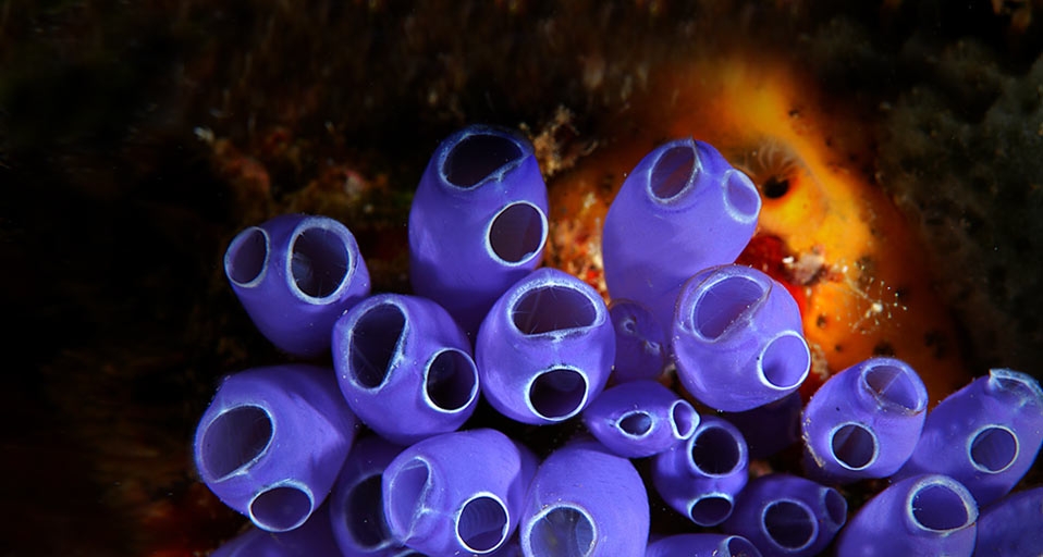 洪都拉斯海域附近的蓝钟海鞘(Mike Ricciardi/Photolibrary ©) - 2010/08/04 洪都拉斯海域附近的蓝钟海鞘(Mike Ricciardi/Photolibrary ©) - 2010/08/04