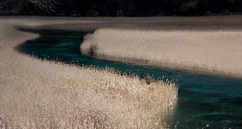 四川九寨沟的芦苇海(“风光无忌,有景必应摄影大赛”/尹兰 ©) - 2010/09/18 四川九寨沟的芦苇海(“风光无忌,有景必应摄影大赛”/尹兰 ©) - 2010/09/18