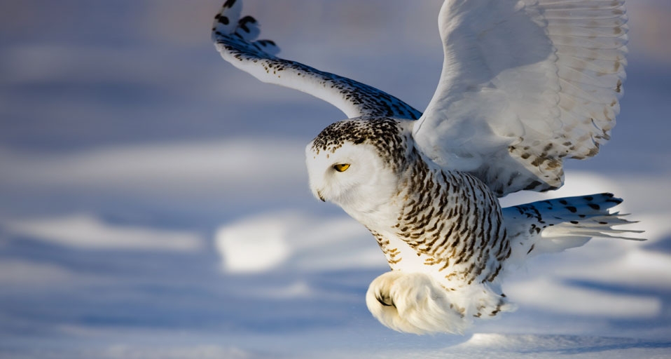 飞行中的雪鸮(Theo Allofs/Corbis ©) - 2010/12/13 飞行中的雪鸮(Theo Allofs/Corbis ©) - 2010/12/13