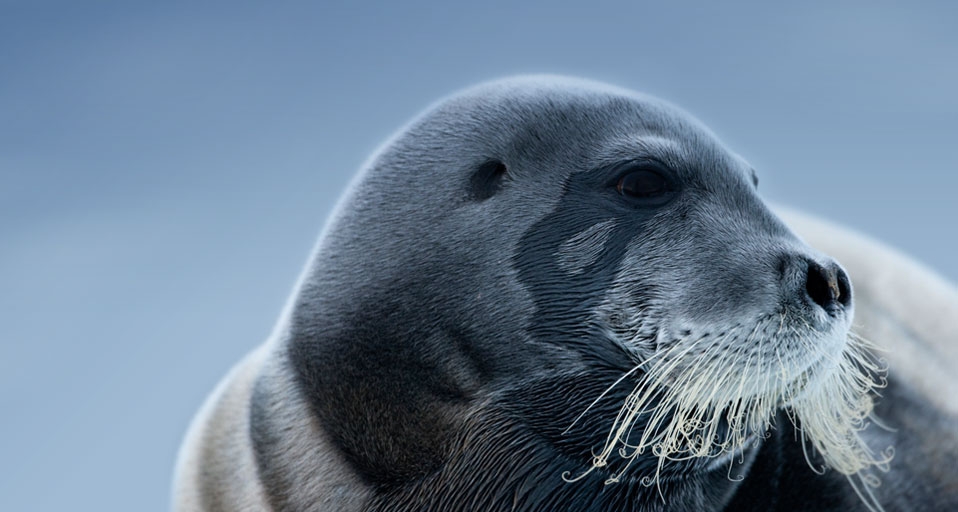 髯海豹(Paul Souders/Corbis ©) - 2010/12/15 髯海豹(Paul Souders/Corbis ©) - 2010/12/15