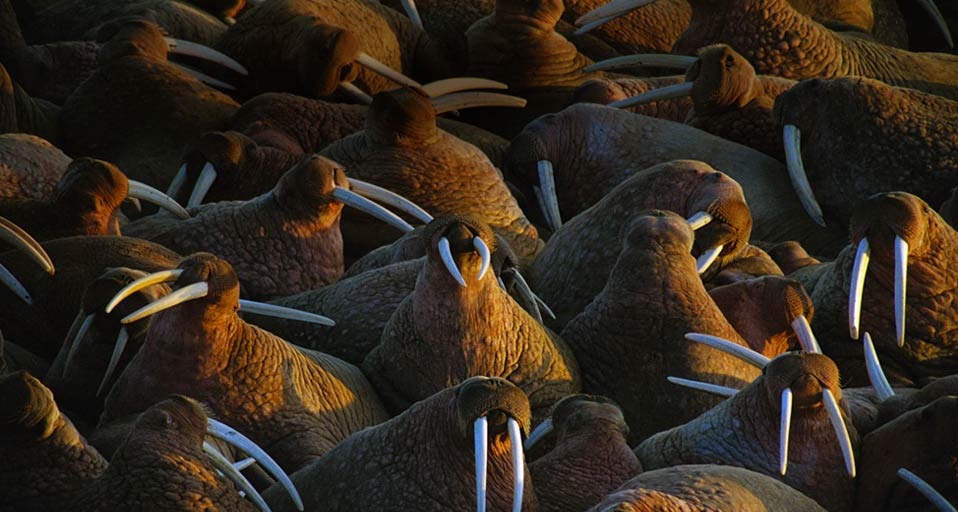 海象群(Joel Sartore/Photolibrary ©) - 2010/12/18 海象群(Joel Sartore/Photolibrary ©) - 2010/12/18