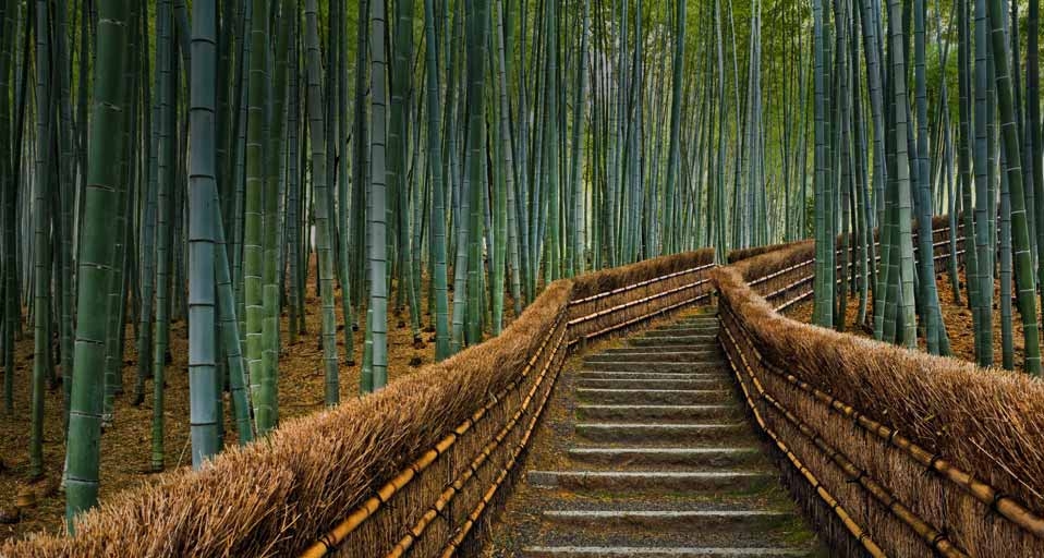 日本京都化野念佛寺道路两旁的竹林(Rudy Sulgan/Corbis ©) - 2011/01/25 日本京都化野念佛寺道路两旁的竹林(Rudy Sulgan/Corbis ©) - 2011/01/25