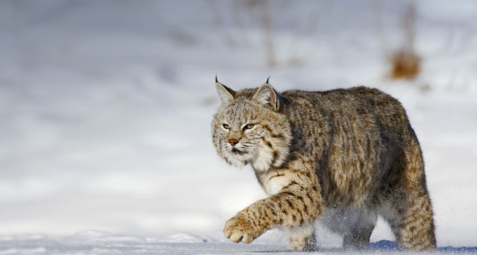 美国蒙大拿州的山猫(imagebroker RF/Photolibrary ©) - 2011/02/15 美国蒙大拿州的山猫(imagebroker RF/Photolibrary ©) - 2011/02/15