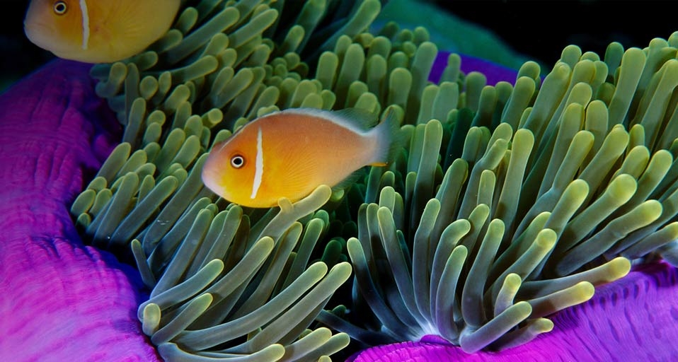 海葵中的小丑鱼(Robinson Ed/Photolibrary ©) - 2011/02/25 海葵中的小丑鱼(Robinson Ed/Photolibrary ©) - 2011/02/25