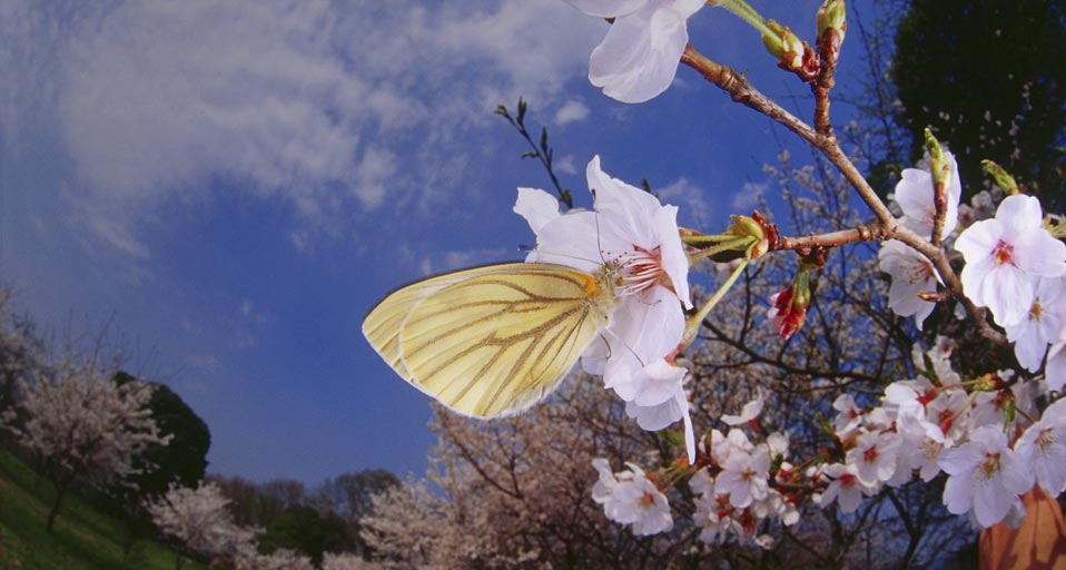 广角镜头下的“蝴蝶采花”(Kenzo Ohya/Dex Image/Photolibrary ©) - 2011/03/07 广角镜头下的“蝴蝶采花”(Kenzo Ohya/Dex Image/Photolibrary ©) - 2011/03/07