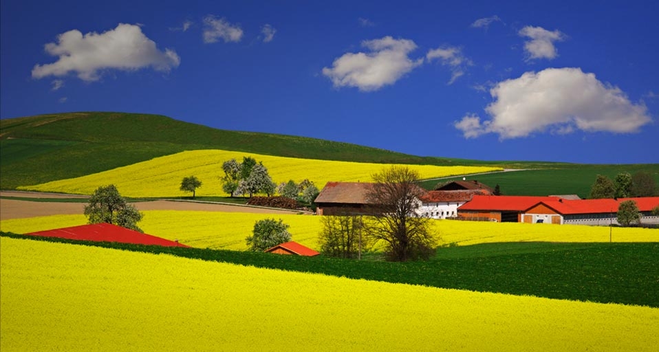 澳大利亚的油菜花田(Walter Geiersperger/Corbis ©) - 2011/03/24 澳大利亚的油菜花田(Walter Geiersperger/Corbis ©) - 2011/03/24