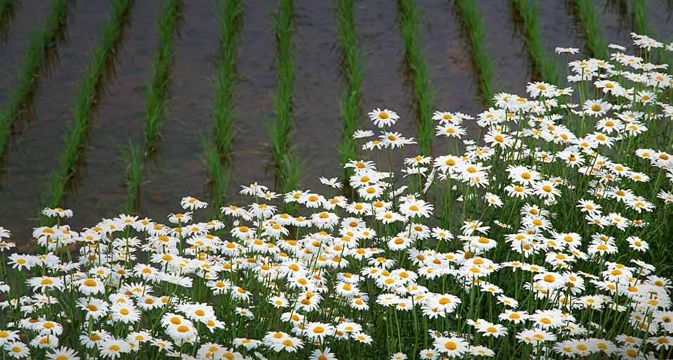 花和田地(Datacraft Co Ltd/photolibrary ©) - 2011/05/05 花和田地(Datacraft Co Ltd/photolibrary ©) - 2011/05/05