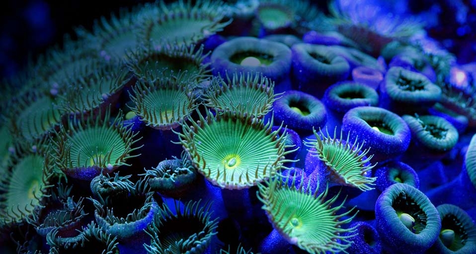 纽扣珊瑚(Paulo de Oliveira/Photolibrary ©) - 2011/05/06 纽扣珊瑚(Paulo de Oliveira/Photolibrary ©) - 2011/05/06