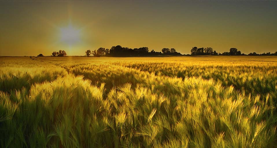 夕阳中的麦田 -- Mike Price/Oxford Scientific(OSF)/Photolibrary ©) - 2011/05/20 夕阳中的麦田 -- Mike Price/Oxford Scientific(OSF)/Photolibrary ©) - 2011/05/20