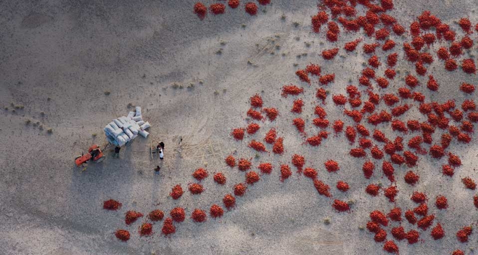 新疆的农民在晒红辣椒(George Steinmetz/Corbis ©) - 2011/05/26 新疆的农民在晒红辣椒(George Steinmetz/Corbis ©) - 2011/05/26
