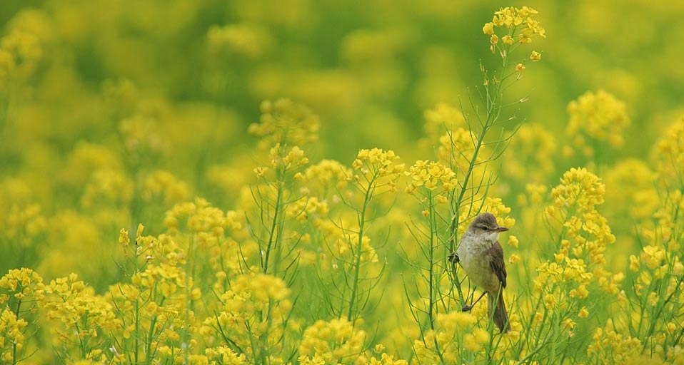 在日本长野县拍摄到的大苇莺(JTB Photo/Japan Travel Bureau/Photolibrary ©) - 2011/06/16 在日本长野县拍摄到的大苇莺(JTB Photo/Japan Travel Bureau/Photolibrary ©) - 2011/06/16