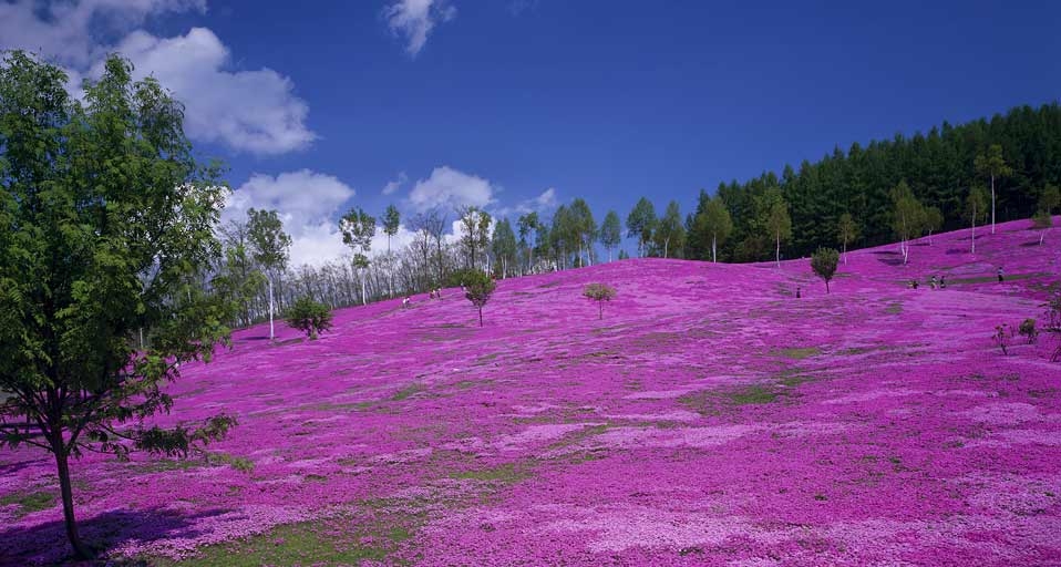 日本北海道的泷上芝樱公园(JTB Photo/Japan Travel Bureau/Photolibrary ©) - 2011/06/19 日本北海道的泷上芝樱公园(JTB Photo/Japan Travel Bureau/Photolibrary ©) - 2011/06/19