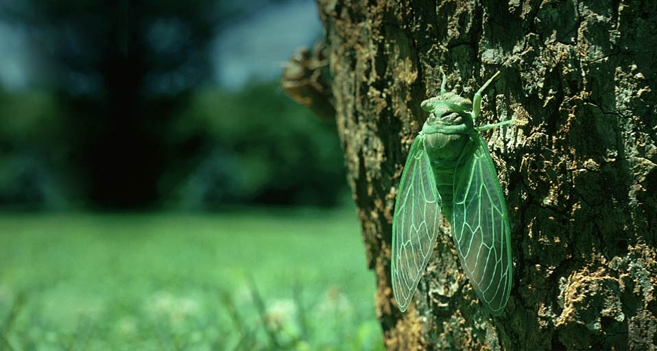 夏蝉 -- Mike Price/Oxford Scientific(OSF)/Photolibrary ©) - 2011/06/20 夏蝉 -- Mike Price/Oxford Scientific(OSF)/Photolibrary ©) - 2011/06/20