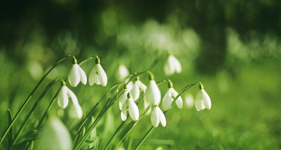 雪花莲(CGS com/Flowerphotos Limited/age fotostock ©) - 2011/06/27 雪花莲(CGS com/Flowerphotos Limited/age fotostock ©) - 2011/06/27