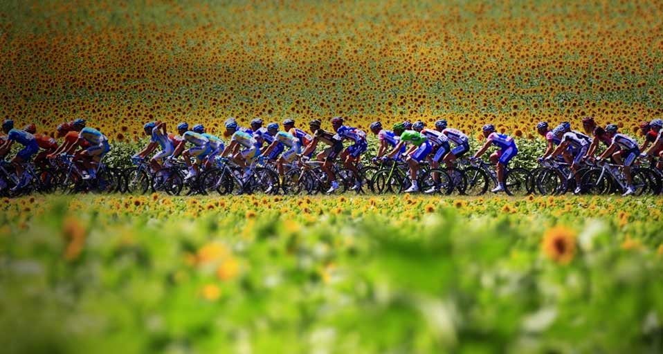 2010年举办的法国环法自行车赛,正路过向日葵田地(Joel Saget/AFP/Getty Images ©) - 2011/07/02 2010年举办的法国环法自行车赛,正路过向日葵田地(Joel Saget/AFP/Getty Images ©) - 2011/07/02