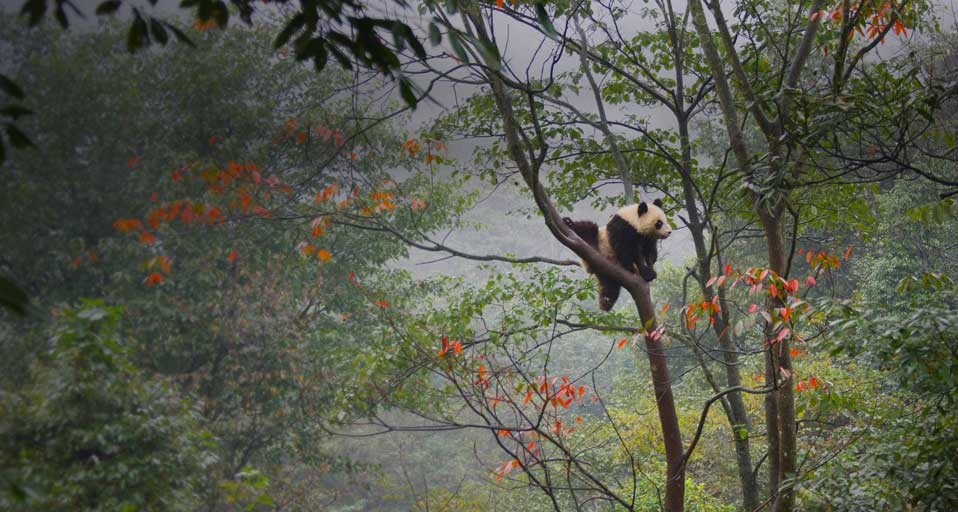 中国雅安的大熊猫幼仔(Keren Su/Corbis ©) - 2011/07/09 中国雅安的大熊猫幼仔(Keren Su/Corbis ©) - 2011/07/09