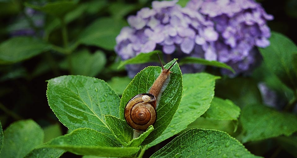 蜗牛(Kazuyuki Kido/Aflo Foto Agency/Photolibrary ©) - 2011/07/23 蜗牛(Kazuyuki Kido/Aflo Foto Agency/Photolibrary ©) - 2011/07/23