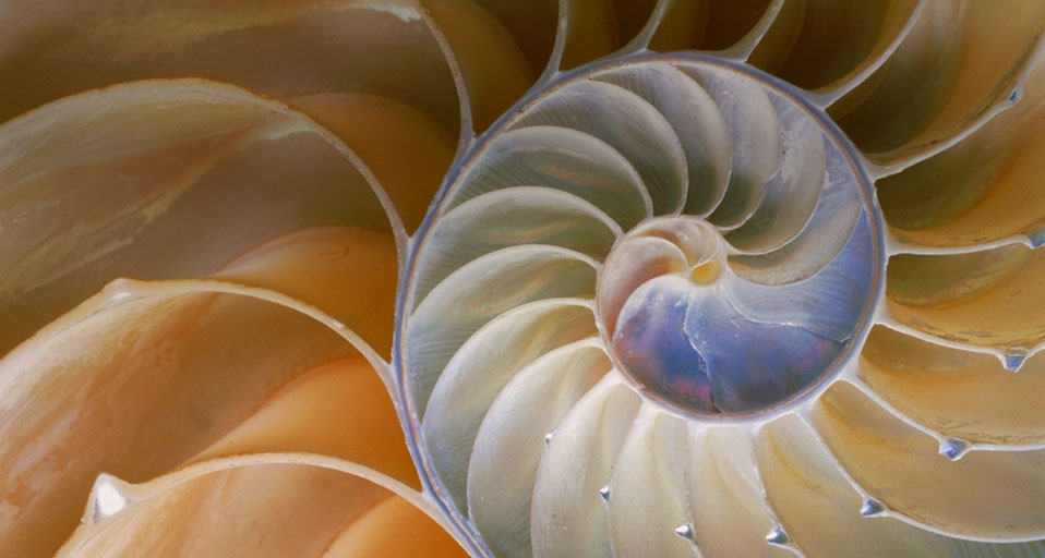 鹦鹉螺(Josh Westrich/Corbis ©) - 2011/07/31 鹦鹉螺(Josh Westrich/Corbis ©) - 2011/07/31