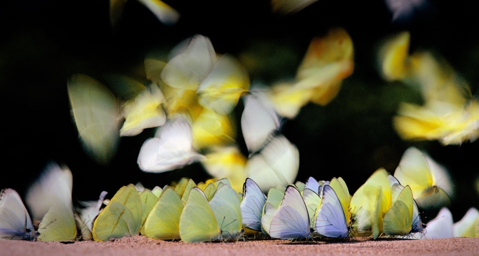 秘鲁国家公园里的蝴蝶(Frans Lanting/Corbis ©) - 2011/08/03 秘鲁国家公园里的蝴蝶(Frans Lanting/Corbis ©) - 2011/08/03