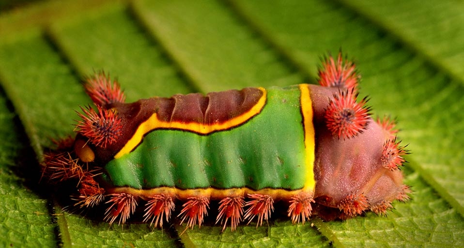 马鞍毛毛虫(Frans Lanting/Corbis ©) - 2011/08/30 马鞍毛毛虫(Frans Lanting/Corbis ©) - 2011/08/30