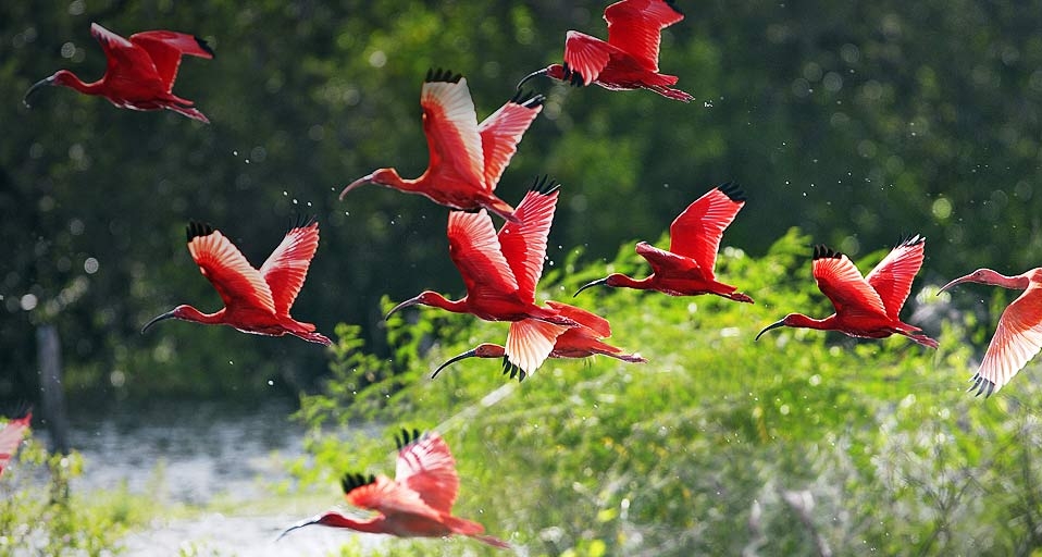 一群飞舞的美洲红鹮(© SMuller Smuller/Wildlife/Photolibrary) ©) - 2011/09/15 一群飞舞的美洲红鹮(© SMuller Smuller/Wildlife/Photolibrary) ©) - 2011/09/15