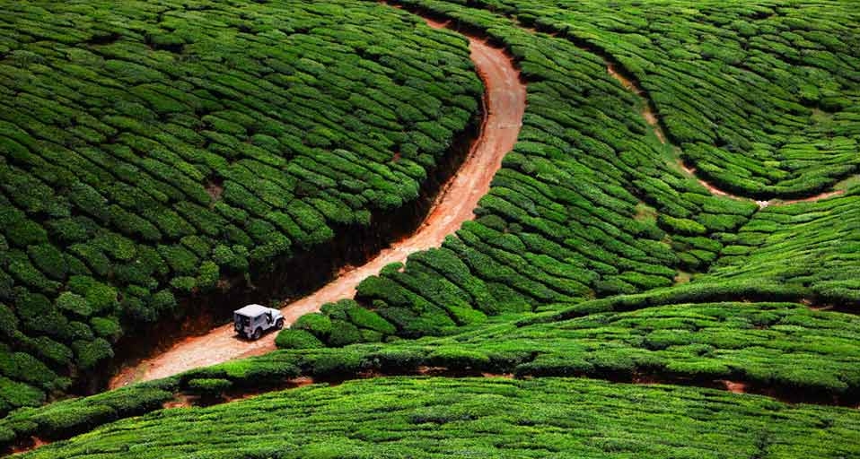 南印度喀拉拉邦的茶场(© Hugh Sitton/Corbis) ©) - 2011/09/21 南印度喀拉拉邦的茶场(© Hugh Sitton/Corbis) ©) - 2011/09/21