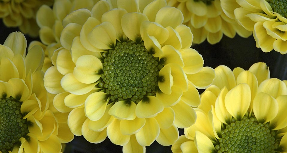 德国汉堡植物园中的菊花(© Gerhard Schulz/Age Fotostock/Photolibrary) ©) - 2011/10/07 德国汉堡植物园中的菊花(© Gerhard Schulz/Age Fotostock/Photolibrary) ©) - 2011/10/07