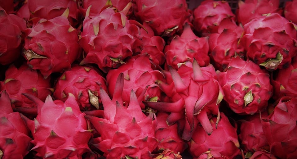火龙果(© Asia Images Group/Photolibrary) ©) - 2011/10/09 火龙果(© Asia Images Group/Photolibrary) ©) - 2011/10/09