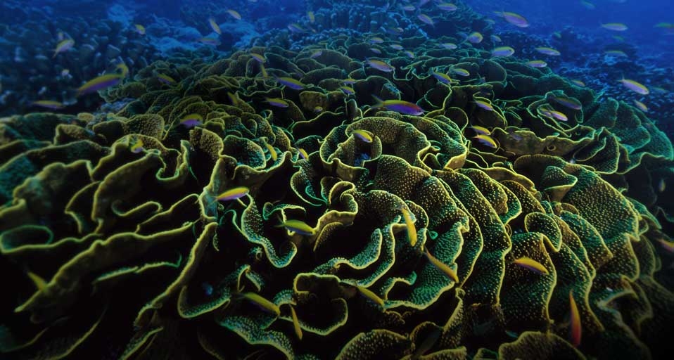 菲尼克斯群岛附近的莴苣珊瑚(© Paul Nicklen/National Geographic/Getty Images) ©) - 2011/10/13 菲尼克斯群岛附近的莴苣珊瑚(© Paul Nicklen/National Geographic/Getty Images) ©) - 2011/10/13
