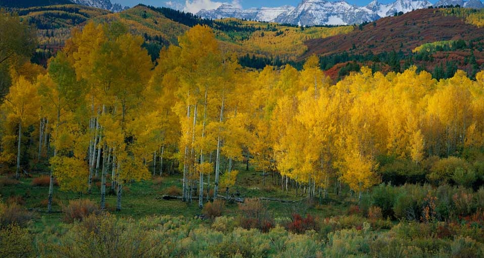 美国科罗拉多州国家森林的秋天(© Terry Donnelly/Aurora Photos) ©) - 2011/10/21 美国科罗拉多州国家森林的秋天(© Terry Donnelly/Aurora Photos) ©) - 2011/10/21