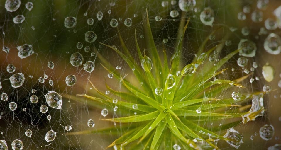挂着雨珠的草蜘蛛网(© Don Johnston/Age Fotostock) ©) - 2011/10/25 挂着雨珠的草蜘蛛网(© Don Johnston/Age Fotostock) ©) - 2011/10/25