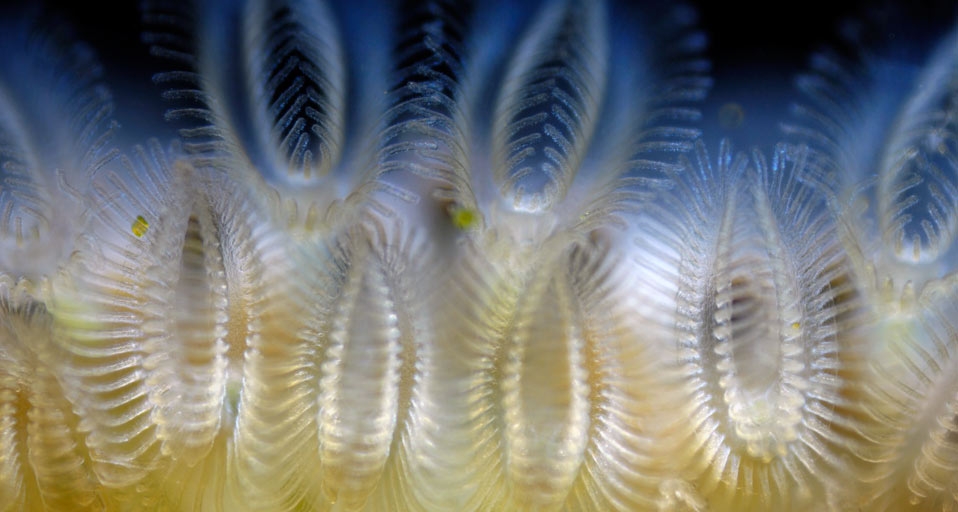 淡水苔藓虫(© Wim van Egmond/Corbis) ©) - 2011/11/05 淡水苔藓虫(© Wim van Egmond/Corbis) ©) - 2011/11/05