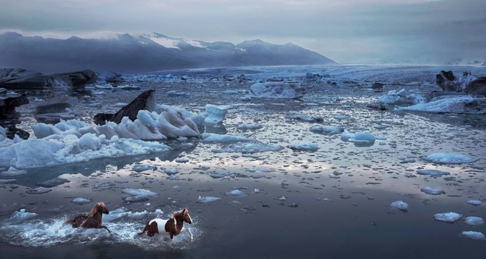 奔跑的冰岛马(© Tim Flach/Getty Images) ©) - 2011/11/07 奔跑的冰岛马(© Tim Flach/Getty Images) ©) - 2011/11/07