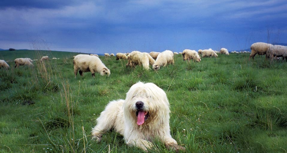 波兰山上正在看守羊群的牧羊犬(© Henryk T. Kaiser/Age Fotostock/Photolibrary) ©) - 2011/11/13 波兰山上正在看守羊群的牧羊犬(© Henryk T. Kaiser/Age Fotostock/Photolibrary) ©) - 2011/11/13