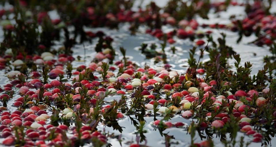 马萨诸塞州漂浮在水面上的红莓(© Kerry Sherck/Aurora/Getty Images) ©) - 2011/11/23 马萨诸塞州漂浮在水面上的红莓(© Kerry Sherck/Aurora/Getty Images) ©) - 2011/11/23