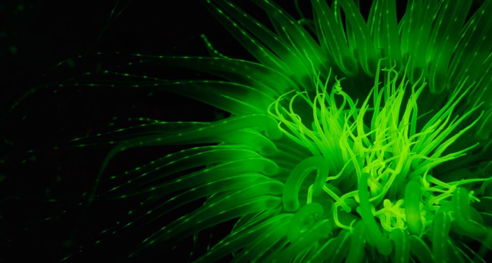 千手佛珊瑚(© Stuart Westmorland/Corbis) ©) - 2011/11/24 千手佛珊瑚(© Stuart Westmorland/Corbis) ©) - 2011/11/24