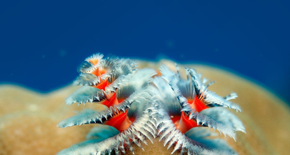 珊瑚上的圣诞树蠕虫(© Reinhard Dirscherl/Corbis) ©) - 2011/12/11 珊瑚上的圣诞树蠕虫(© Reinhard Dirscherl/Corbis) ©) - 2011/12/11