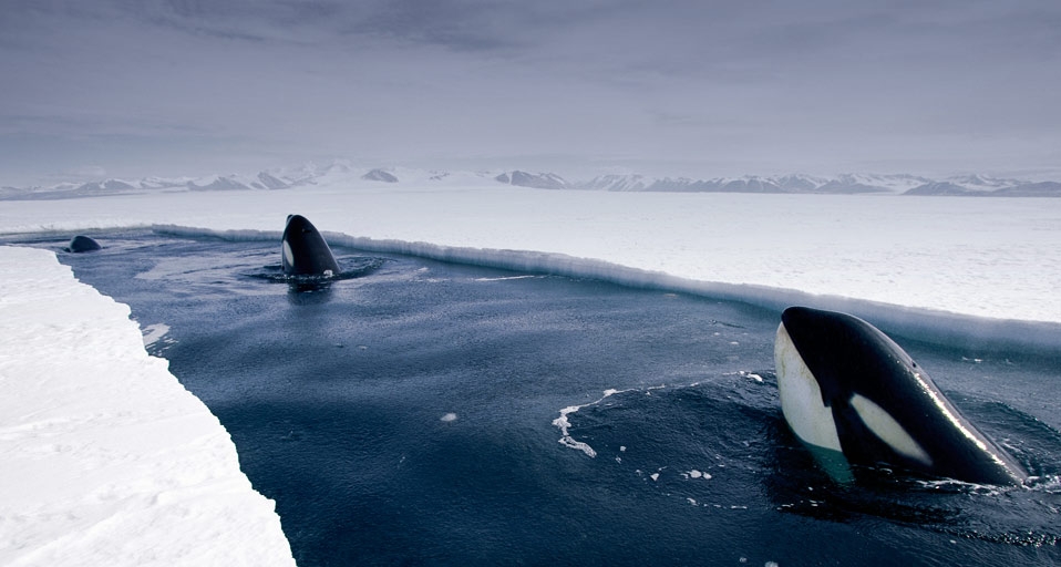 南极洲附近浮窥的虎鲸(© Norbert Wu/Getty Images) ©) - 2011/12/13 南极洲附近浮窥的虎鲸(© Norbert Wu/Getty Images) ©) - 2011/12/13
