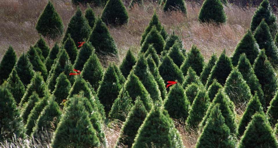 圣诞树农场(© Ocean/Corbis) ©) - 2011/12/22 圣诞树农场(© Ocean/Corbis) ©) - 2011/12/22
