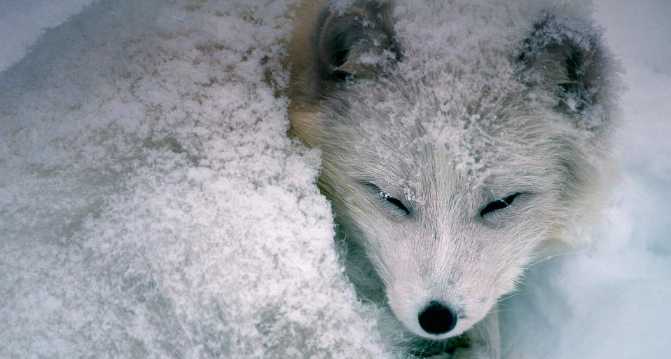 睡在雪中的北极狐(© Richard Hamilton Smith/Corbis) ©) - 2011/12/25 睡在雪中的北极狐(© Richard Hamilton Smith/Corbis) ©) - 2011/12/25