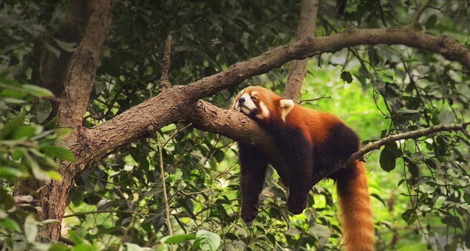 中国成都保护区内的小熊猫(© Sue Bishop/Oxford Scientific/Getty Images) ©) - 2012/01/29 中国成都保护区内的小熊猫(© Sue Bishop/Oxford Scientific/Getty Images) ©) - 2012/01/29