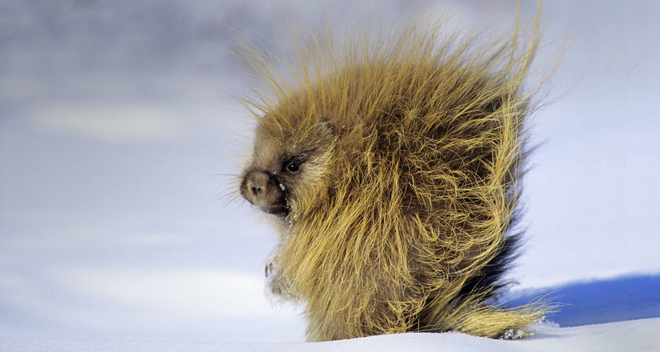 加拿大萨斯喀彻温省冬日觅食的豪猪(© Wayne Lynch/All Canada Photos/Getty Images) ©) - 2012/01/31 加拿大萨斯喀彻温省冬日觅食的豪猪(© Wayne Lynch/All Canada Photos/Getty Images) ©) - 2012/01/31