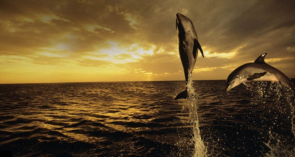 在夕阳下跳跃的宽吻海豚(© Tom Brakefield/Stockbyte/Getty Images) ©) - 2012/02/02 在夕阳下跳跃的宽吻海豚(© Tom Brakefield/Stockbyte/Getty Images) ©) - 2012/02/02