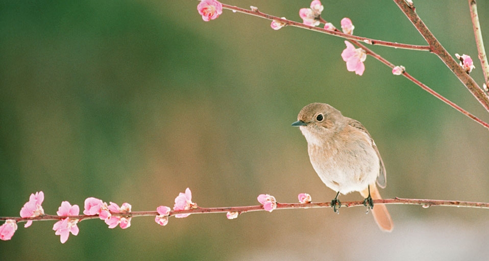 桃花枝上的小鸟(© Tohoku Color Agency/Japan Images/Getty Images) ©) - 2012/02/03 桃花枝上的小鸟(© Tohoku Color Agency/Japan Images/Getty Images) ©) - 2012/02/03